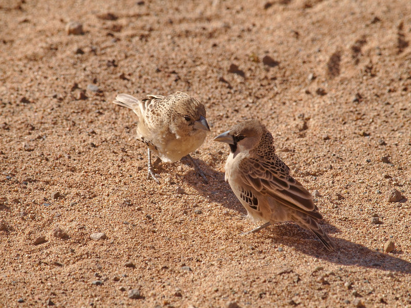 Weaver bird, Desert Camp